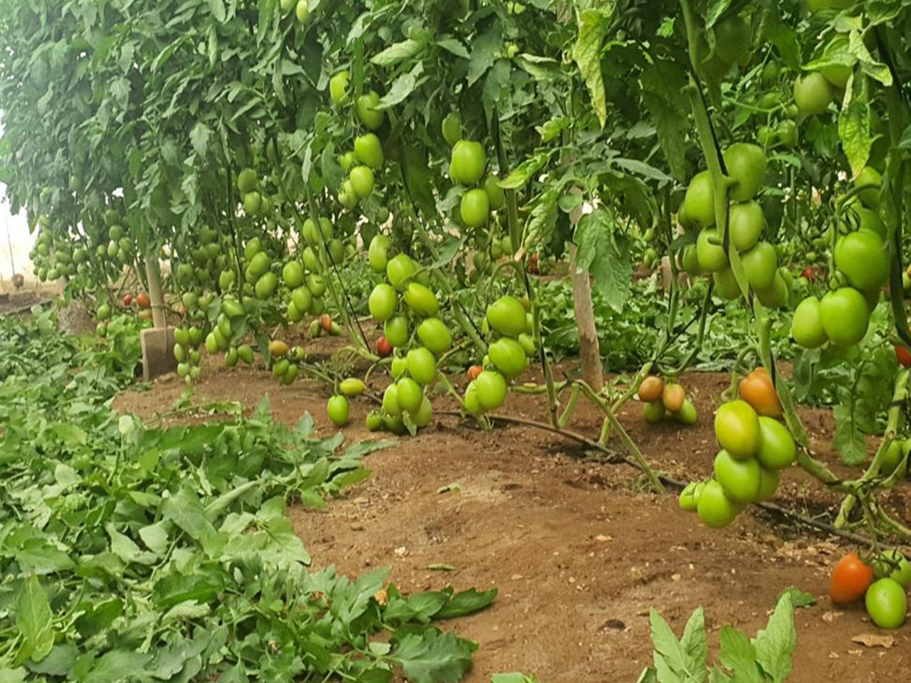News CapGen Seeds Cultivo-Tomate-Obelix