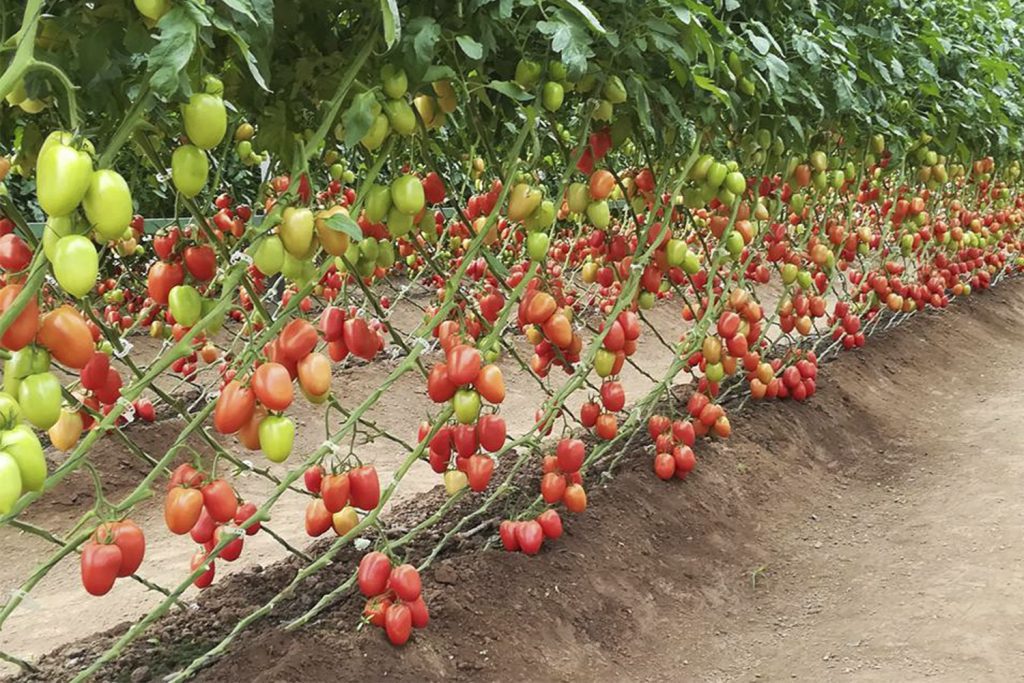 Adamatium Plus tomate Pera