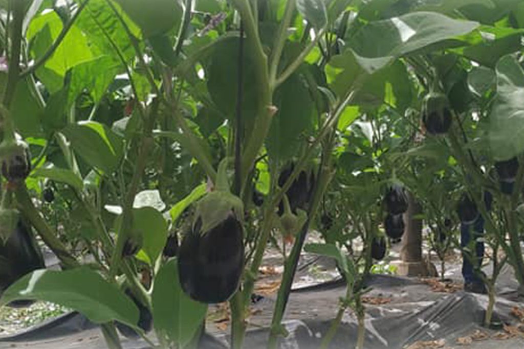 Aga Plus CapGen Seeds Aga Plus