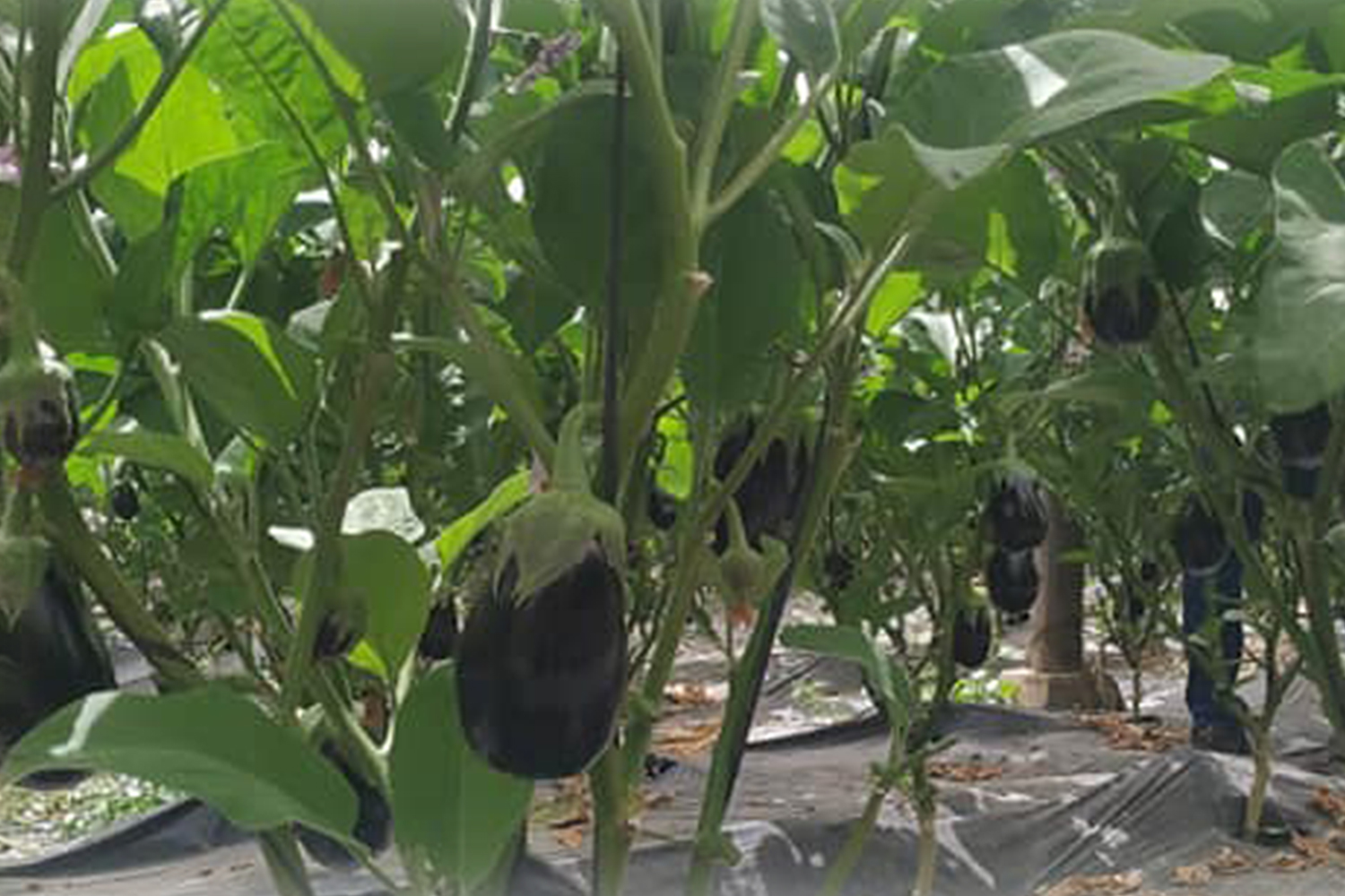 Oval Eggplant > Aga CapGen Seeds