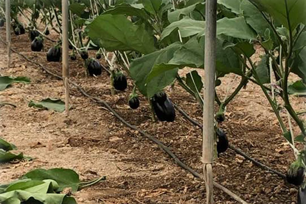 Aga Plus CapGen Seeds Aga Plus