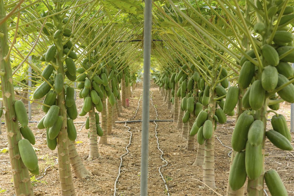Alicia CapGen Seeds Papaya-alicia-invernadero