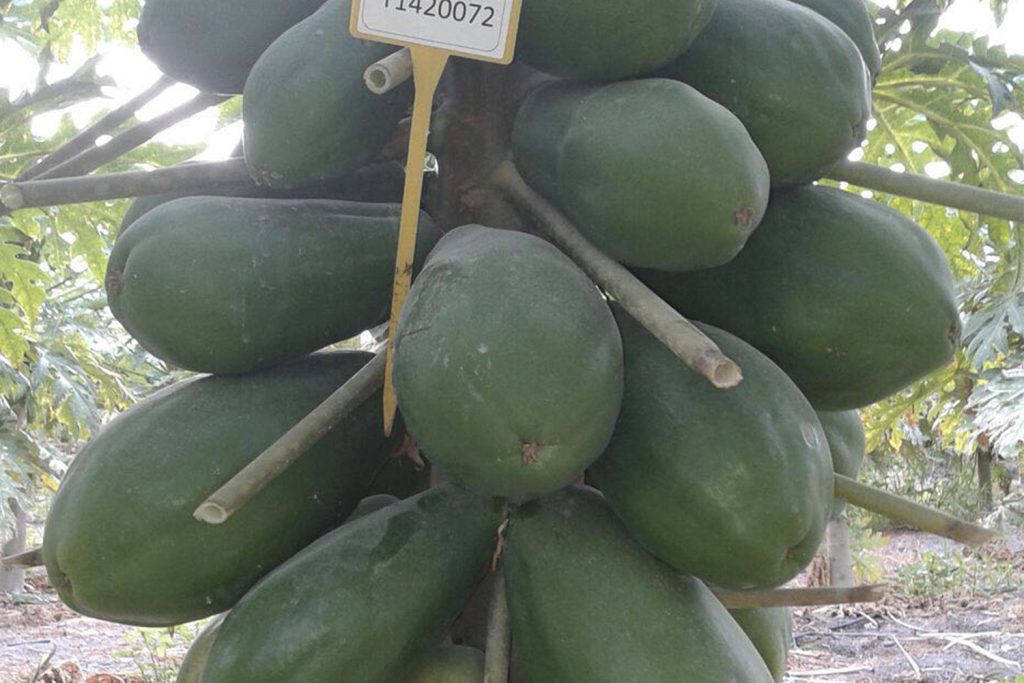 Amira CapGen Seeds AmiraOptima