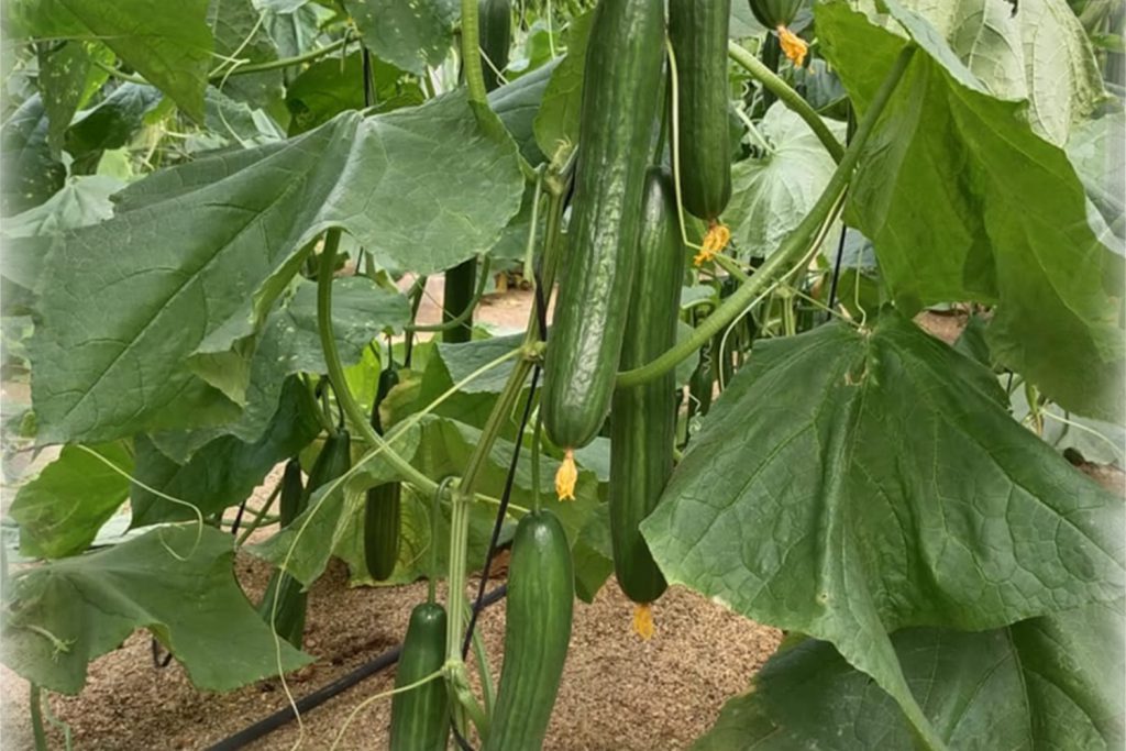 Chencho CapGen Seeds ChenchoOptimo