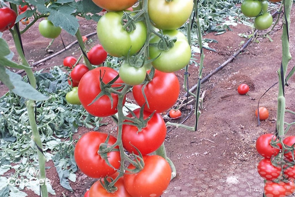 CostelloTomateOptimo