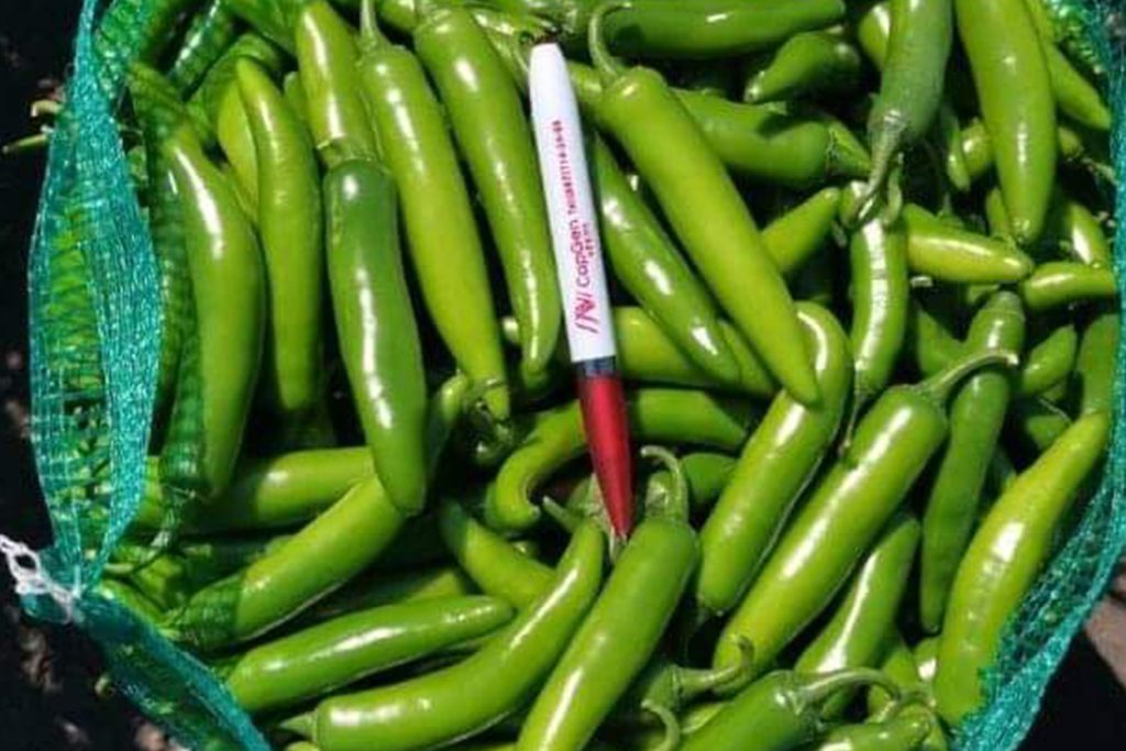 Cubilete CapGen Seeds CubileteBolsaOptimo