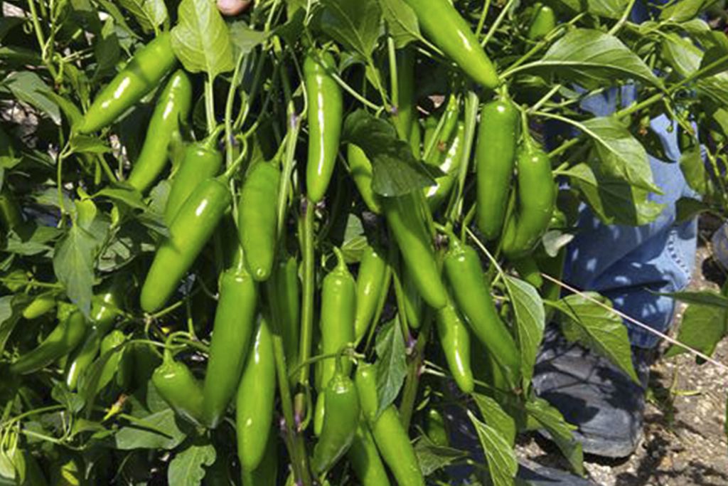 Cubilete CapGen Seeds Cubilete pimiento serrano