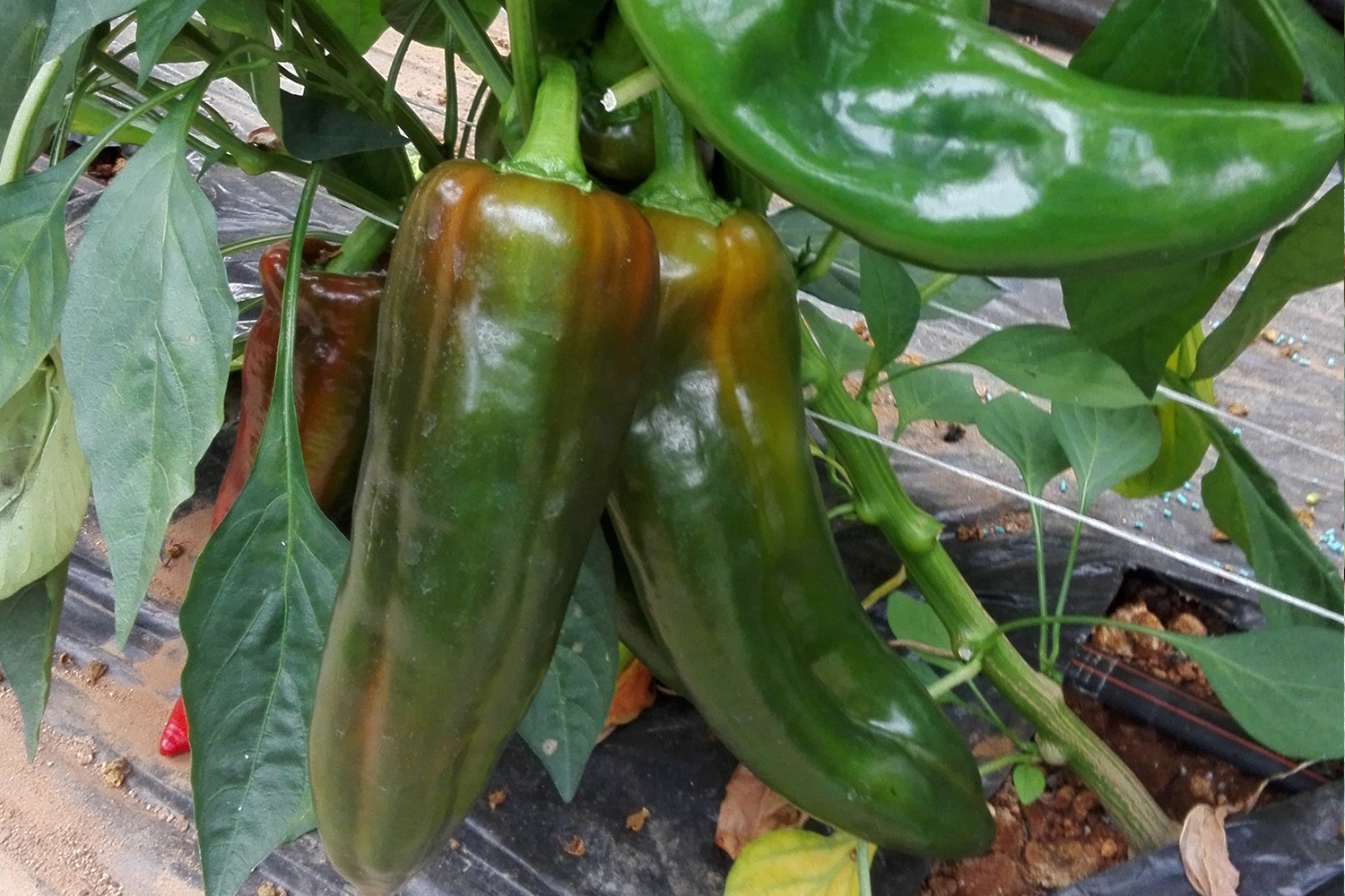 Bull Horn Pepper > Bruce CapGen Seeds