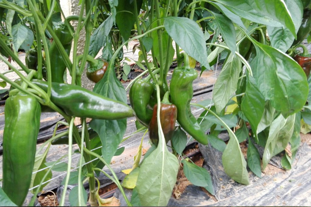 Bruce CapGen Seeds CuernodetororojoOptimo