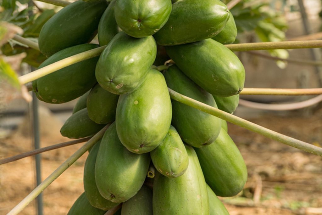 Extrema CapGen Seeds Extrema Papaya capgen seeds
