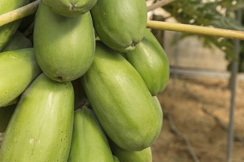 Extrema CapGen Seeds ExtremaOptimoenPlanta