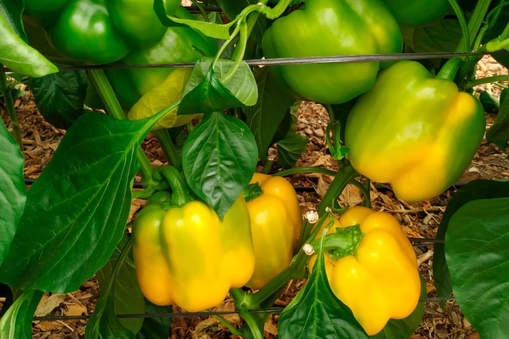 Fluor pimiento california blocky