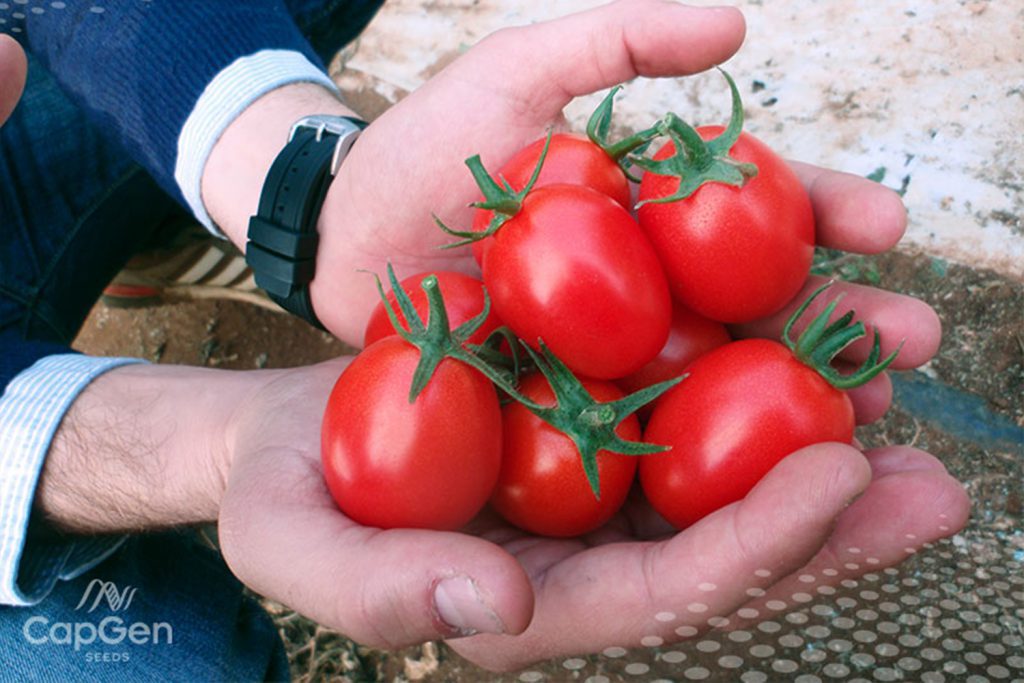 Gandellino CapGen Seeds GandallinoOptimo