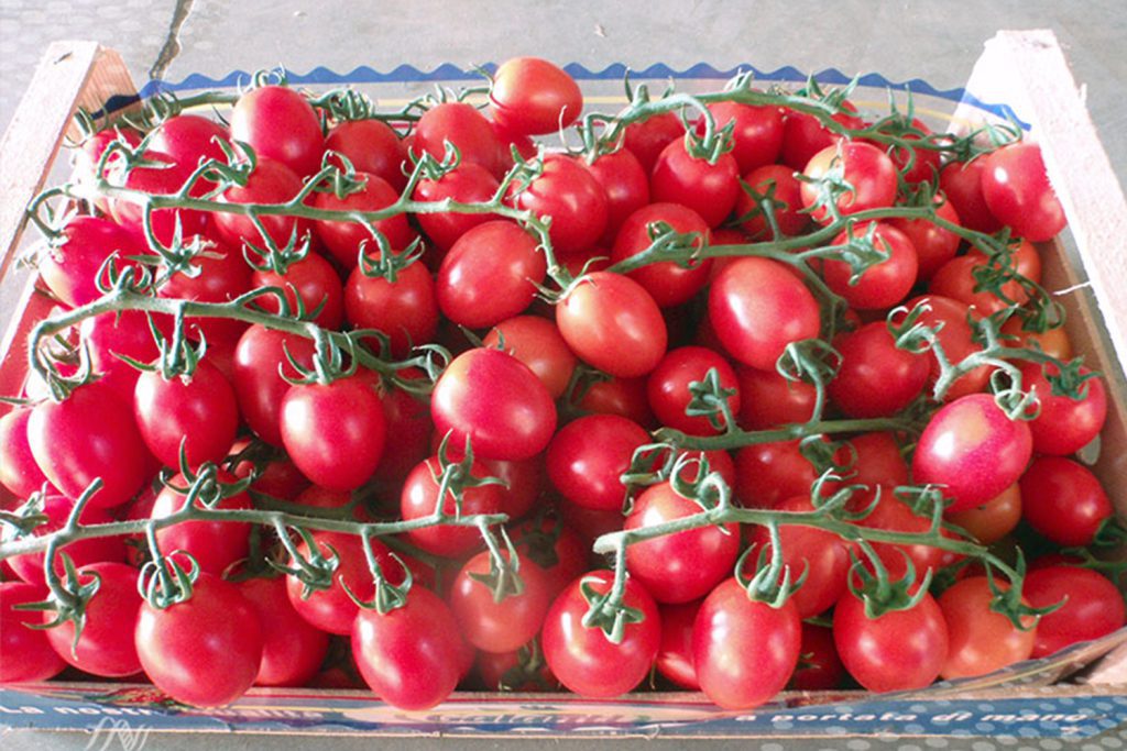 Gandellino CapGen Seeds gandellino mini plum