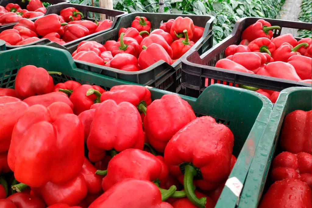 Goya CapGen Seeds GoyaOptimo