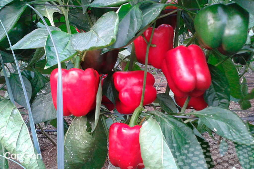 Goya CapGen Seeds Goya pimiento california