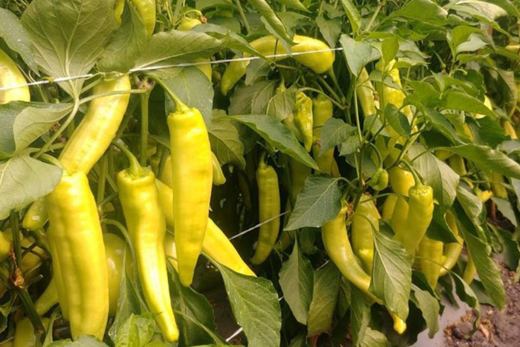 Húngaro 029  CapGen Seeds Húngaro 029 pimiento capgen seeds