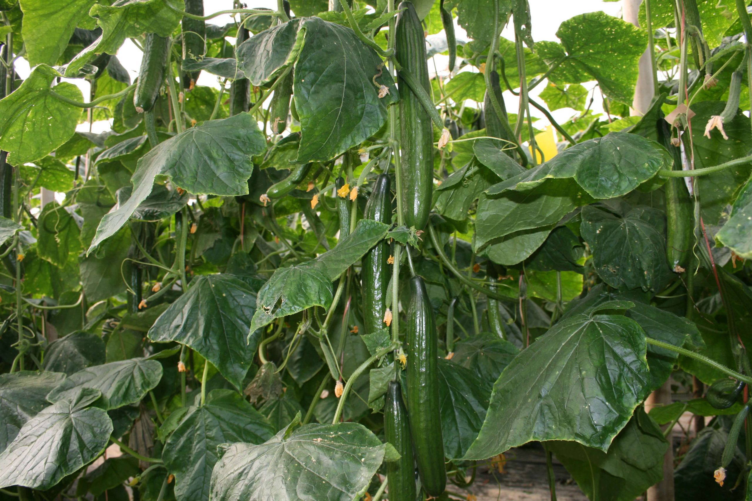 Come piantare i semino di cetriolo lungo e dove comprarli CapGen Seeds semilla-planta-pepino