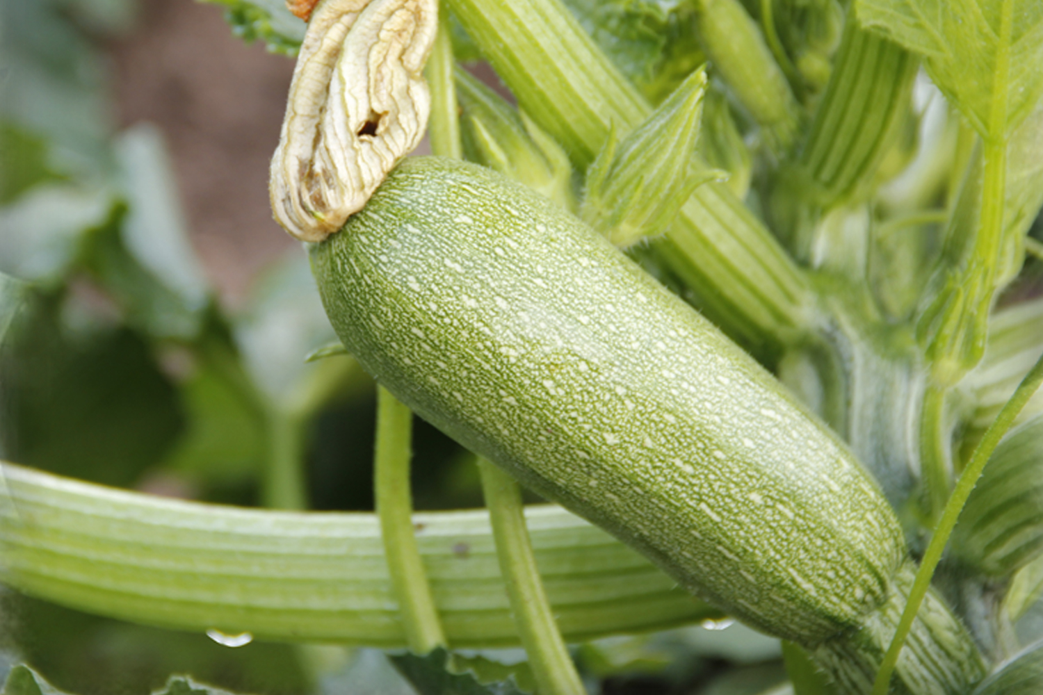 Seed of Squash CapGen Seeds