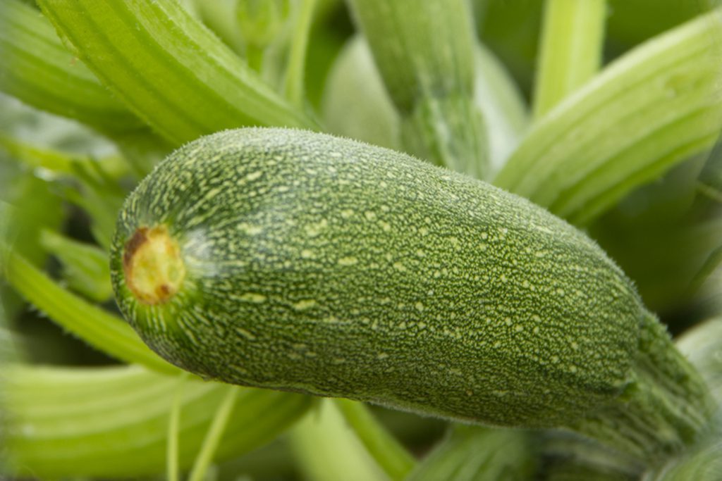 Karla CapGen Seeds KarlaPlanta