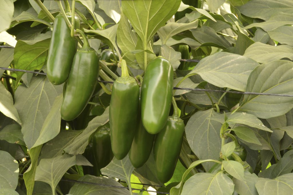 Litio CapGen Seeds Litio jalapeño capgen seeds