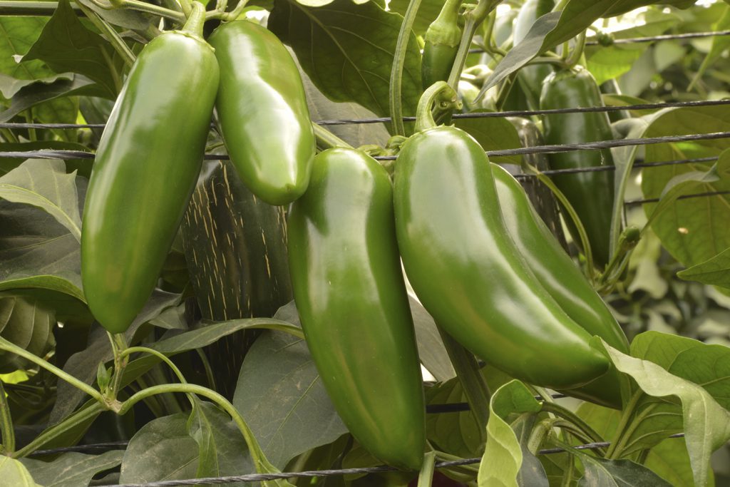 Litio CapGen Seeds LitioOptimo