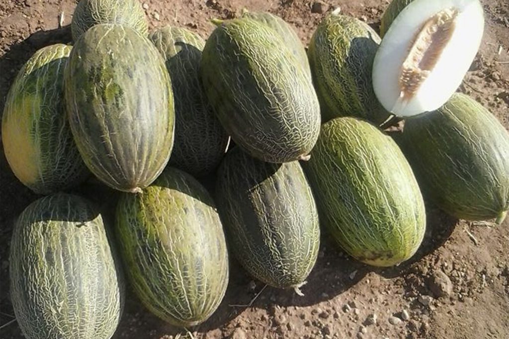 Hornazo CapGen Seeds MelonHornazoOptimo