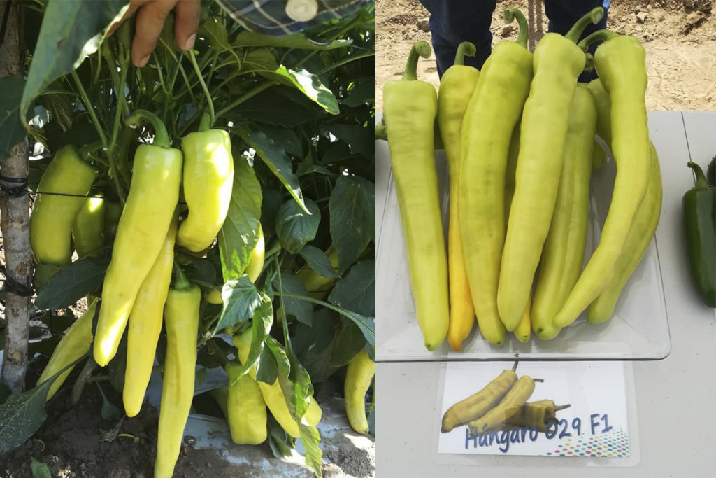 Húngaro 029  CapGen Seeds MezclaOptima