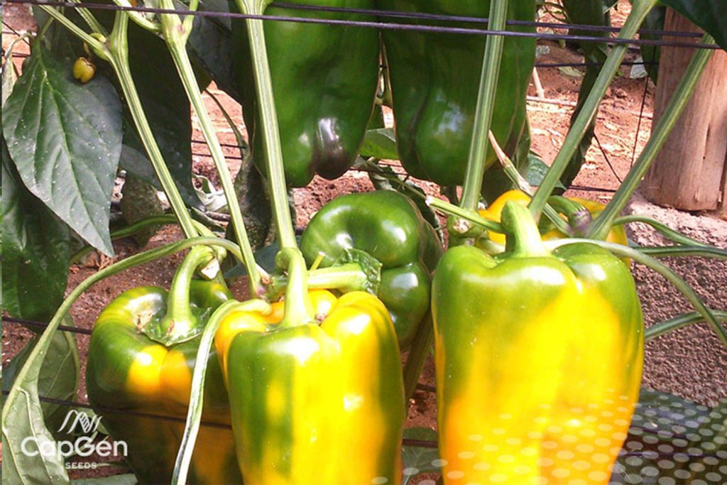 Mortirolo CapGen Seeds Mortirolo Pimiento Lamuyo