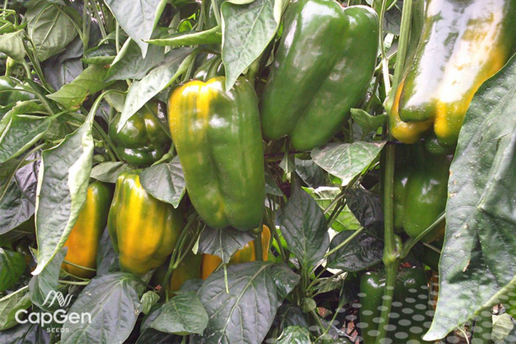 Mortirolo CapGen Seeds MrotiroloCampoOptimo