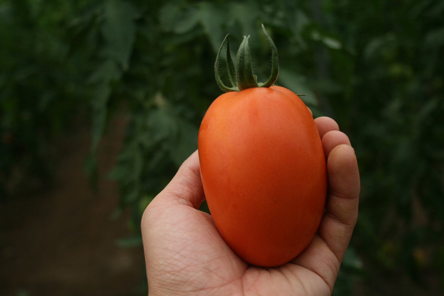 Il pomodoro Obelix resiste a questa primavera atipica e diventa ancora più resistente CapGen Seeds CapGen Seeds