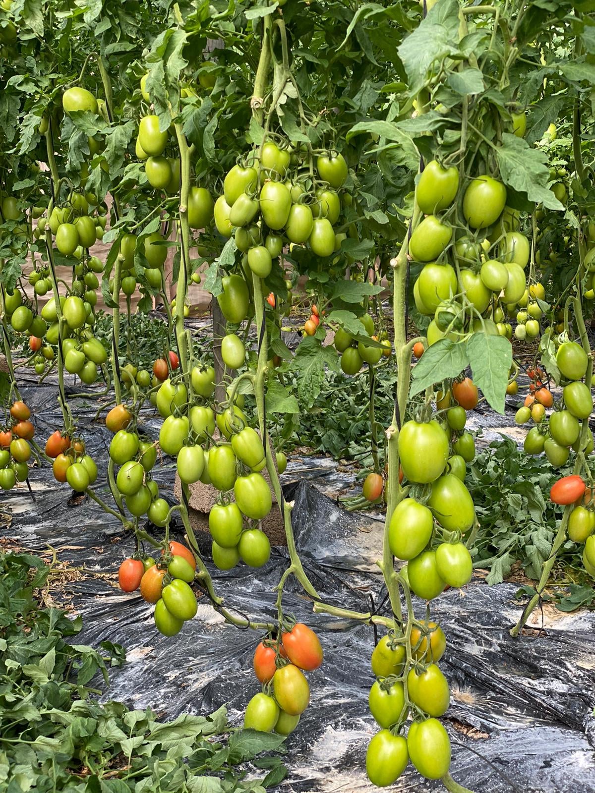 El tomate Obelix coge carrerilla CapGen Seeds tomate Obelix Campo