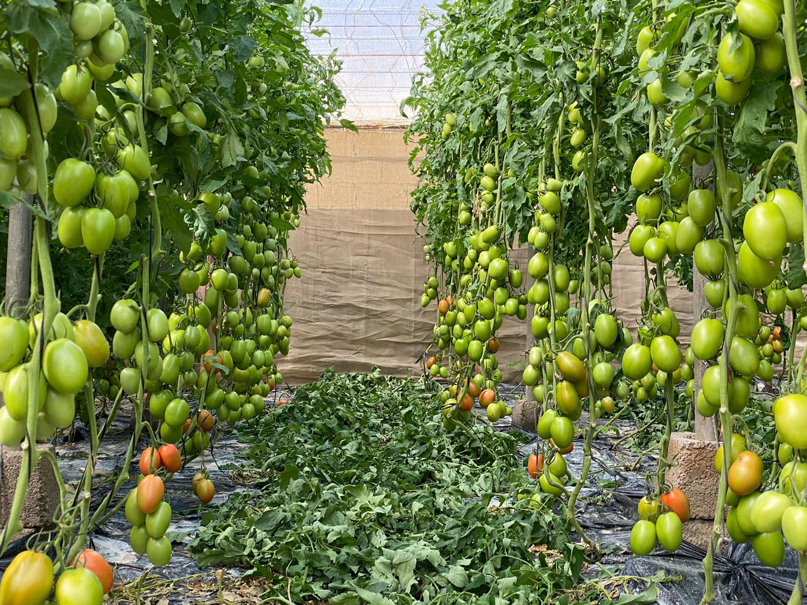 El tomate Obelix coge carrerilla CapGen Seeds CapGen Seeds
