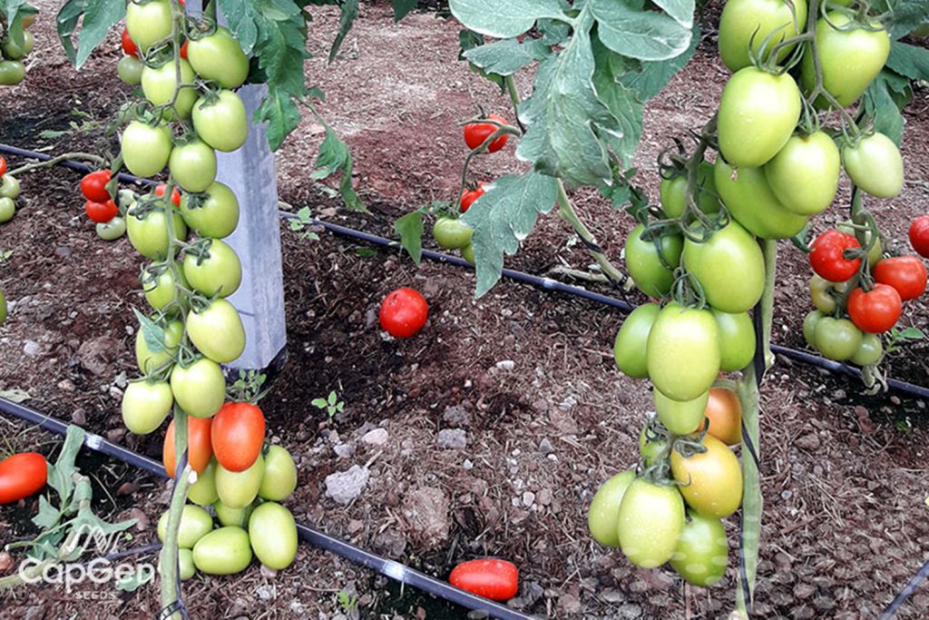 Obelix CapGen Seeds ObelixOptimo