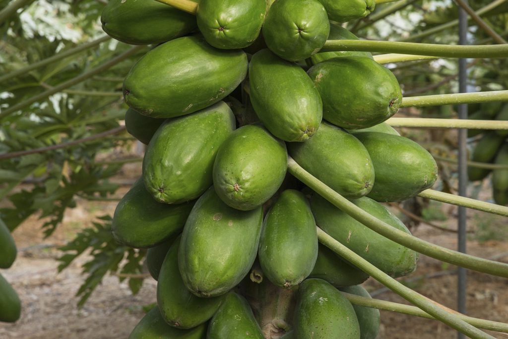 Caballero CapGen Seeds OptimaPapayaCaballero