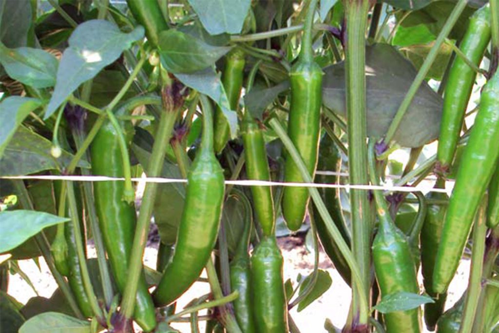 OptimosMagnesioPlanta