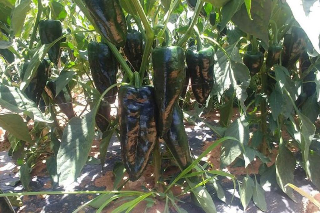 Oro CapGen Seeds oro pimiento poblano