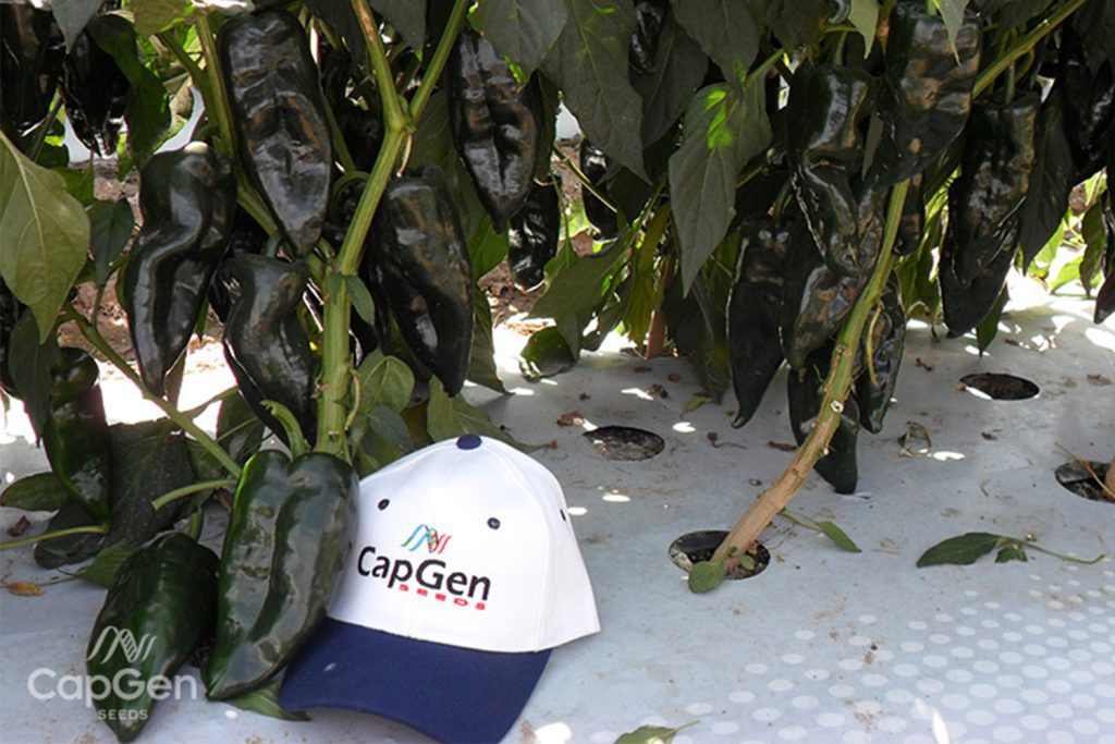 Oro CapGen Seeds OroOptimus