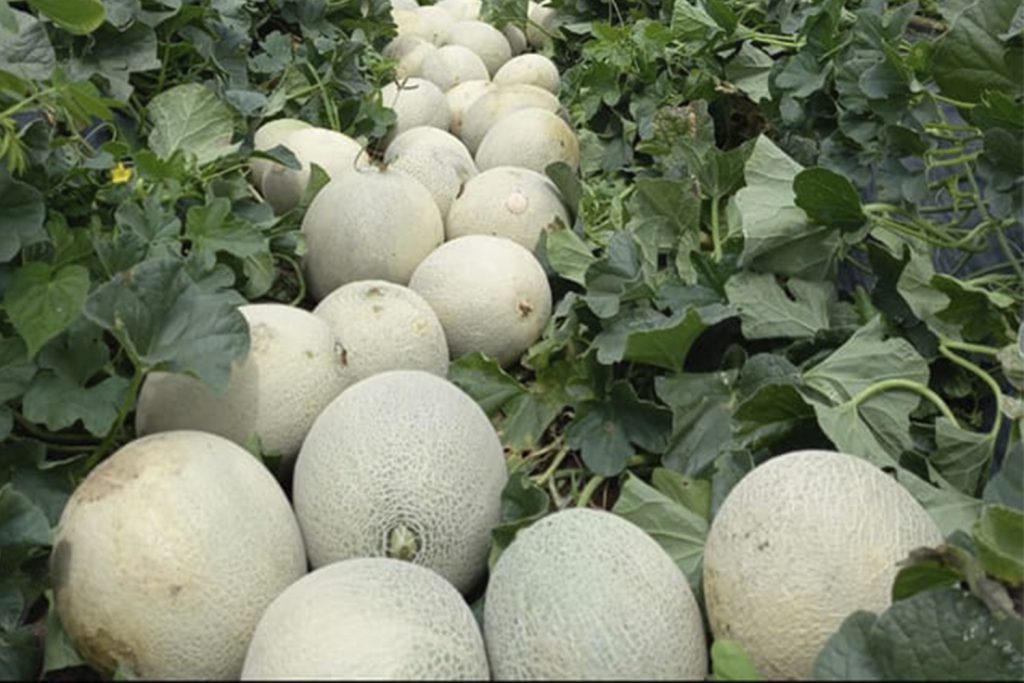 Palmira CapGen Seeds Palmira Melón Harper
