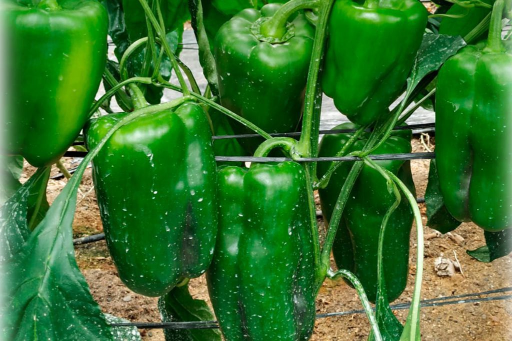 Palpito pimiento lamuyo rojo