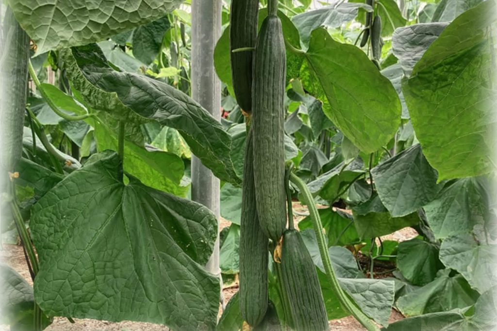 Pancho CapGen Seeds PanchoCampo3