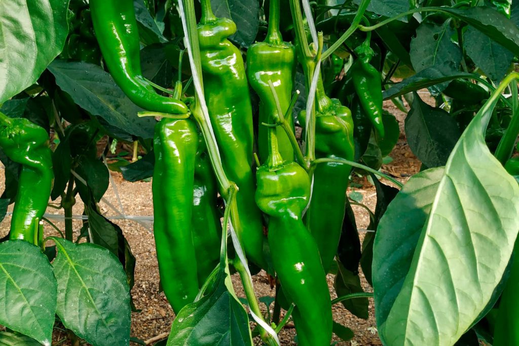 pantini dulce italiano capgen seeds