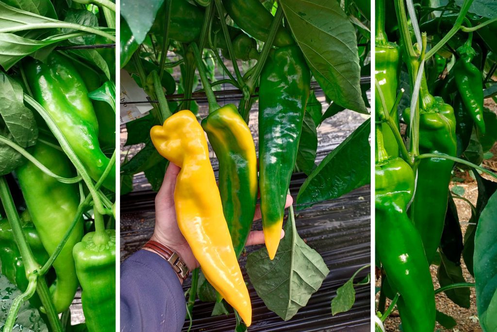 PantaniProductoOptimus