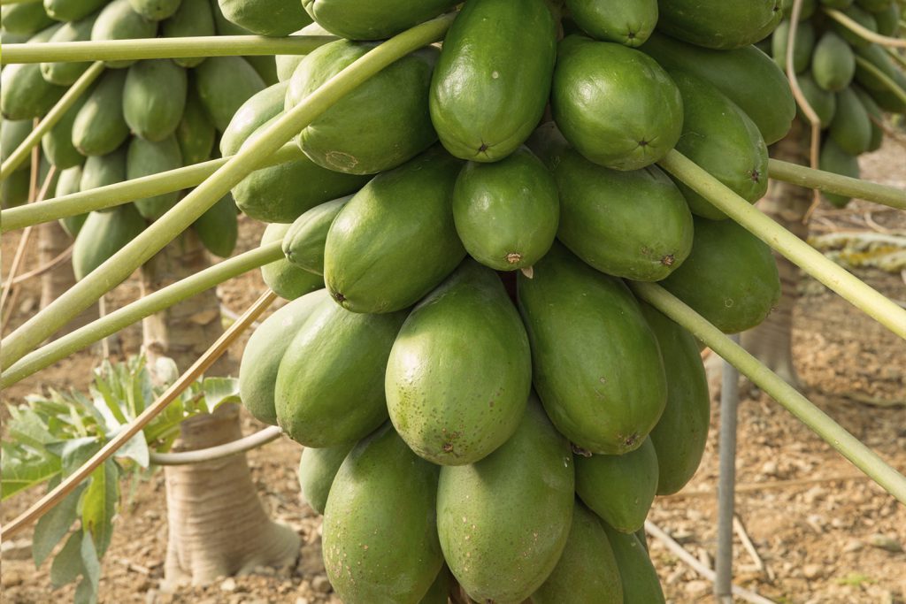 Amira CapGen Seeds PapayaAmiraOptimo