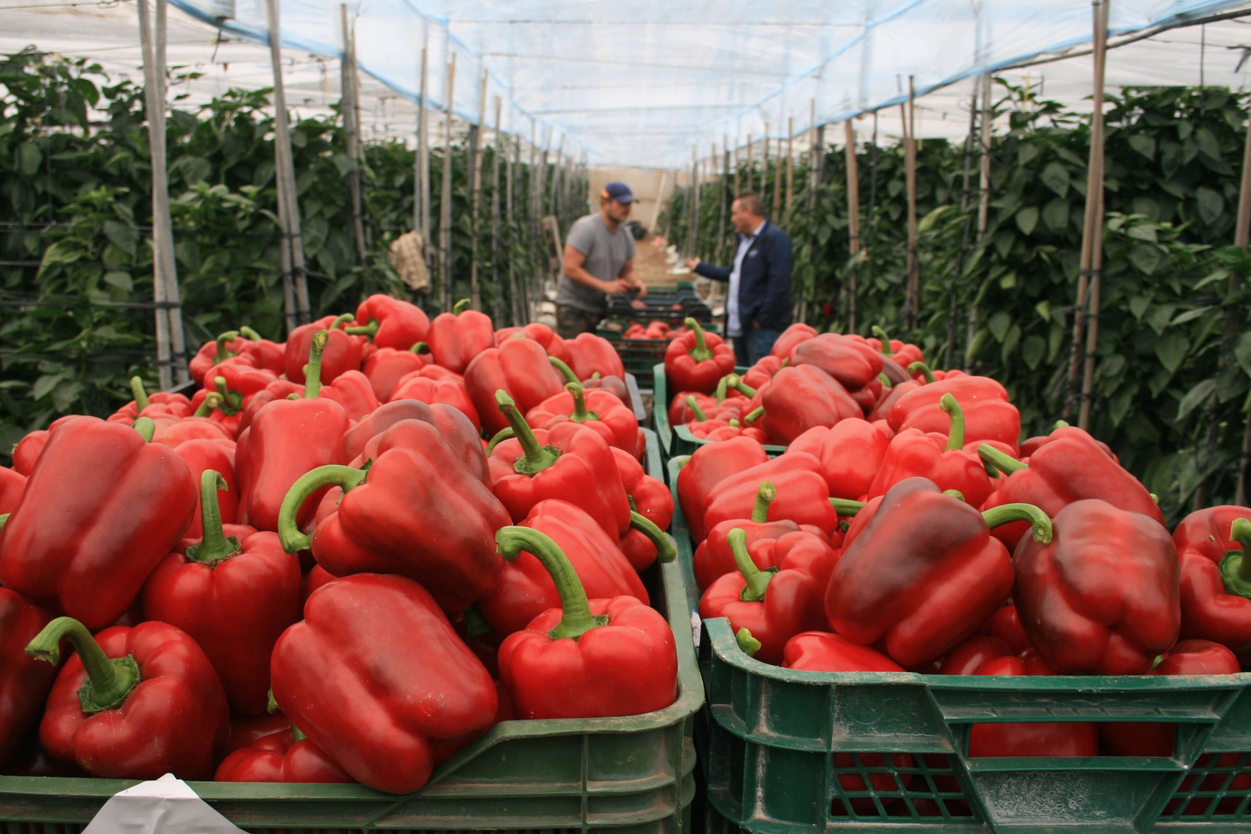 News CapGen Seeds pimiento-sidi-tardio