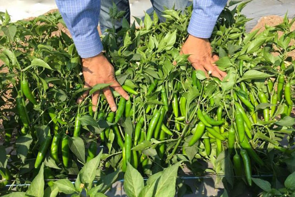 Plata CapGen Seeds PlataPlanta