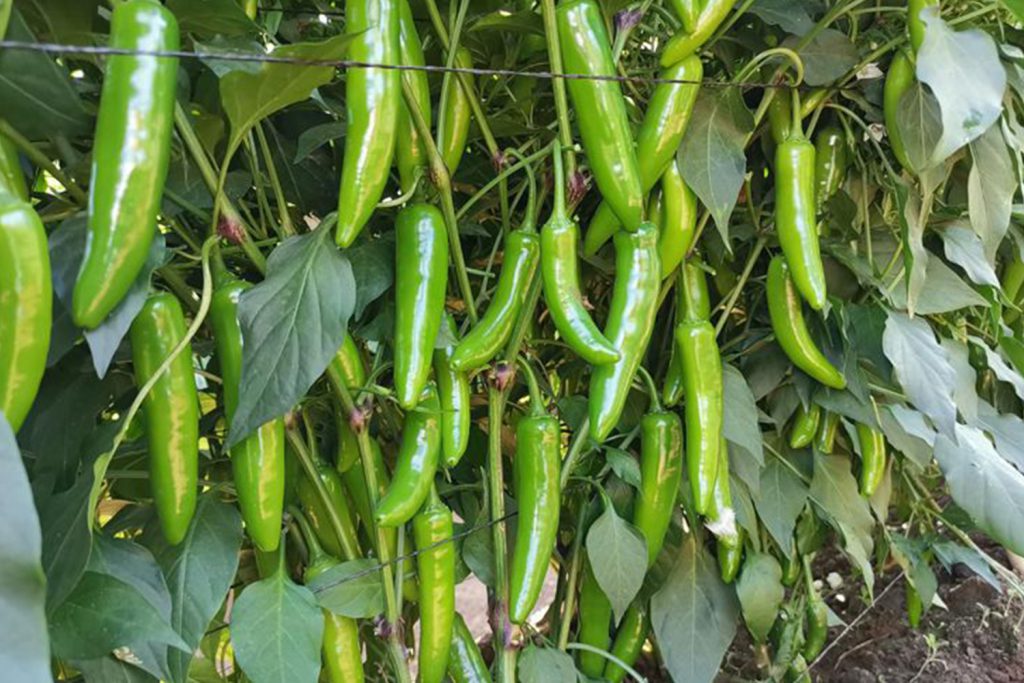 Platino CapGen Seeds Platin0