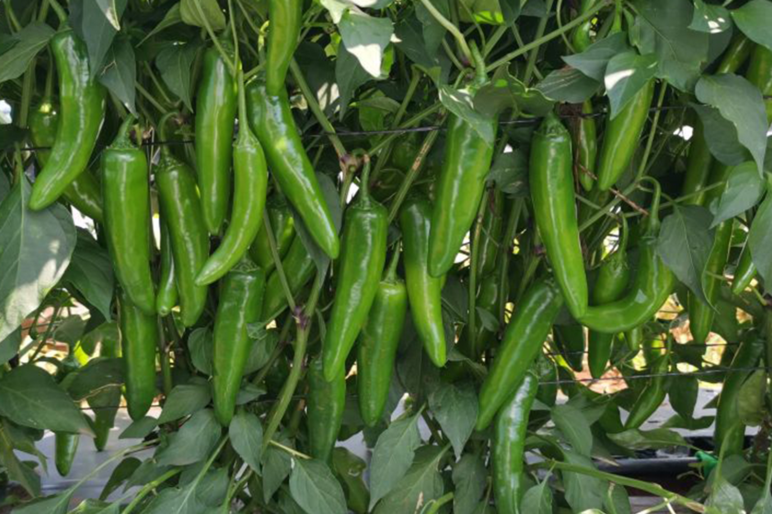 Serrano pepper platino capgen seeds
