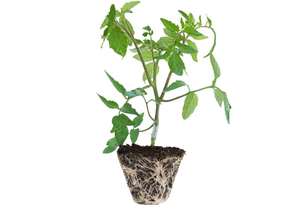 portainjerto mozart capgen seeds