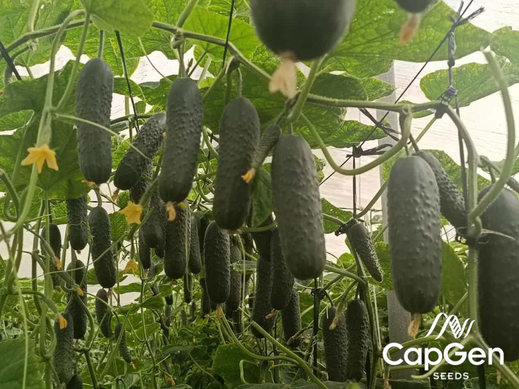 Curiosidades del pepino que interesan CapGen Seeds Productividad productividad y productividad CapGen Seeds